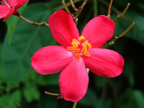  Filipino Flowers: A Cultural Exploration Through Floral Art - A Blooming Journey into Filipino Identity