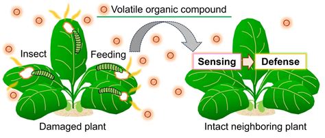  Vegetal Voices: An Exploration of Plant Communication -  A Symphony of Whispers and Rustles, Unveiling the Hidden Language of Nature