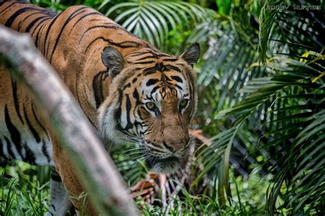  Living With Tigers: A Malaysian Masterpiece Exploring Human-Animal Coexistence