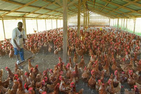  Practical Poultry Farming for Beginners: A Glimpse into Nigeria's Agricultural Soul!